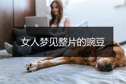 女人梦见整片的豌豆