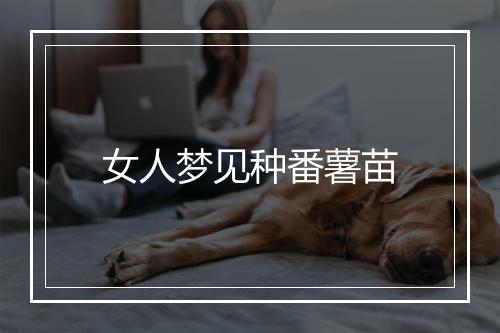 女人梦见种番薯苗