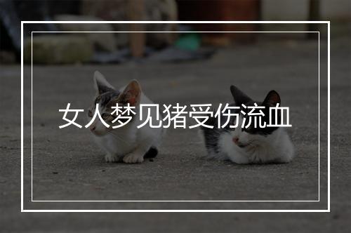 女人梦见猪受伤流血