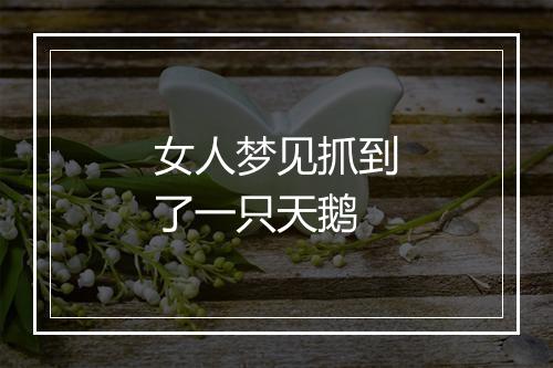 女人梦见抓到了一只天鹅