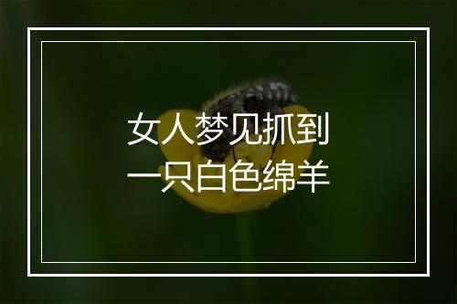 女人梦见抓到一只白色绵羊