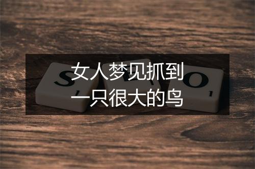 女人梦见抓到一只很大的鸟