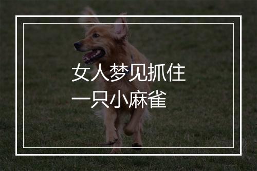 女人梦见抓住一只小麻雀