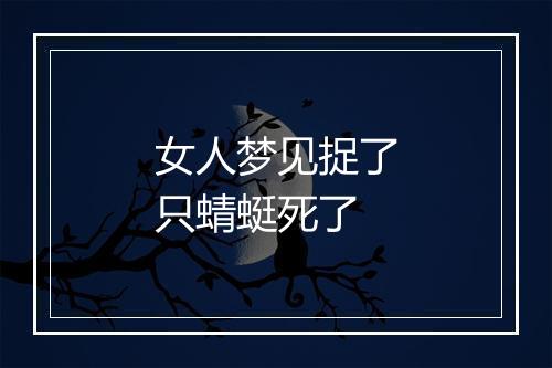 女人梦见捉了只蜻蜓死了