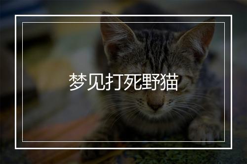 梦见打死野猫