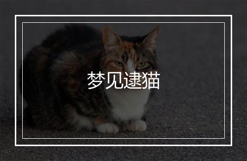 梦见逮猫