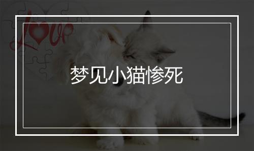 梦见小猫惨死