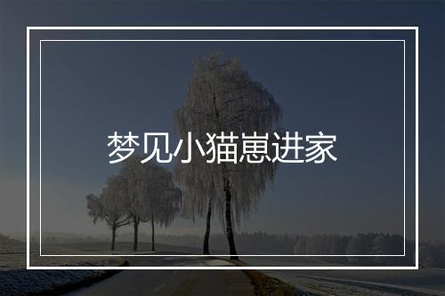 梦见小猫崽进家