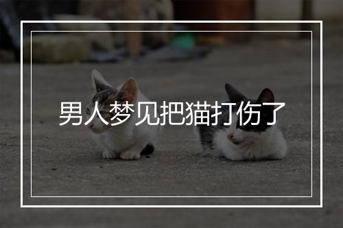 男人梦见把猫打伤了