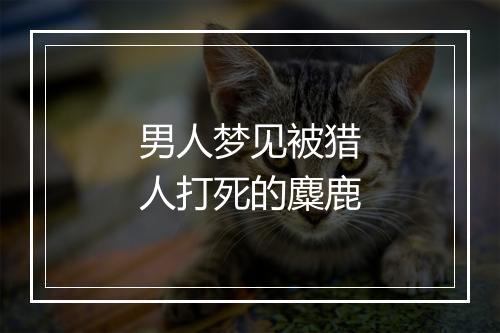 男人梦见被猎人打死的麋鹿