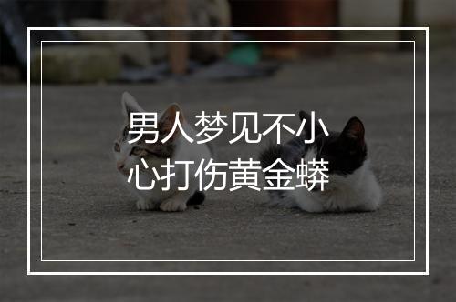 男人梦见不小心打伤黄金蟒