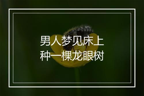 男人梦见床上种一棵龙眼树