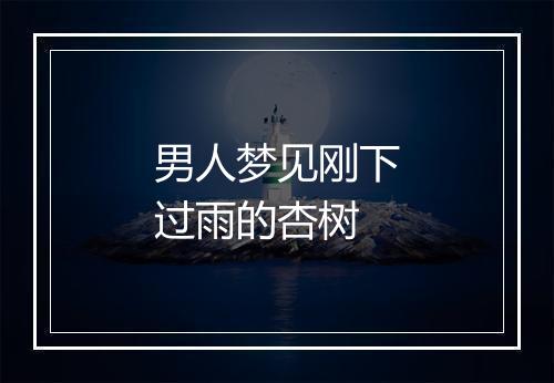 男人梦见刚下过雨的杏树