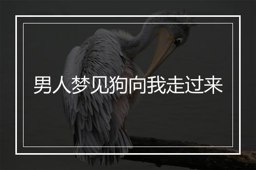 男人梦见狗向我走过来