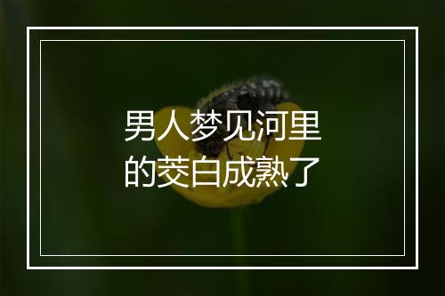 男人梦见河里的茭白成熟了