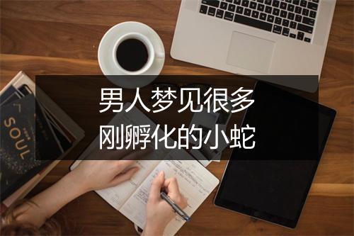 男人梦见很多刚孵化的小蛇