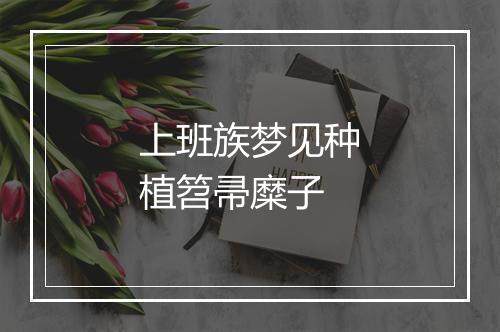 上班族梦见种植笤帚糜子