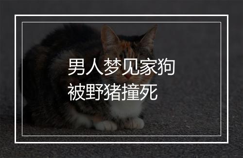 男人梦见家狗被野猪撞死