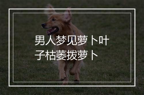 男人梦见萝卜叶子枯萎拨萝卜