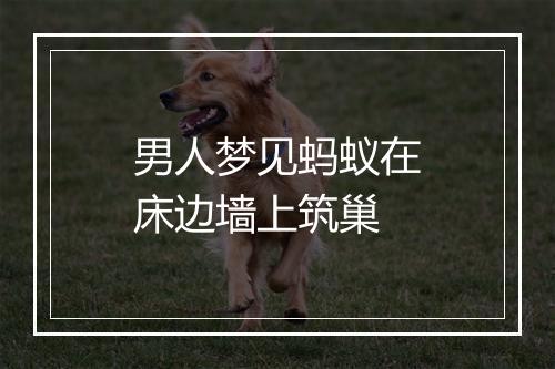 男人梦见蚂蚁在床边墙上筑巢