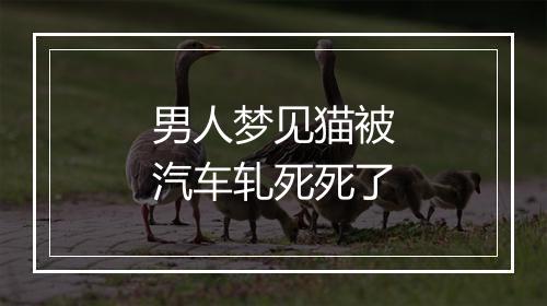 男人梦见猫被汽车轧死死了