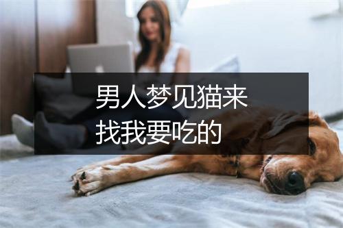 男人梦见猫来找我要吃的