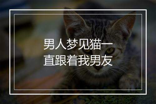 男人梦见猫一直跟着我男友