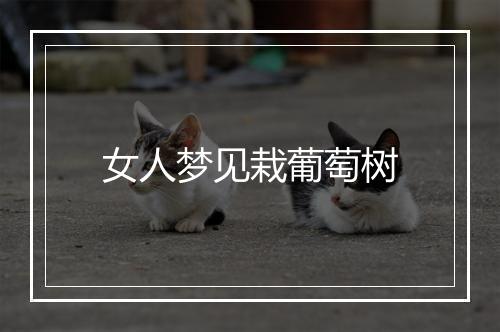 女人梦见栽葡萄树