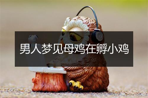 男人梦见母鸡在孵小鸡