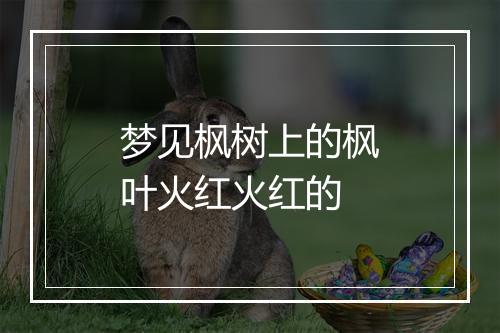 梦见枫树上的枫叶火红火红的