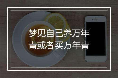 梦见自己养万年青或者买万年青