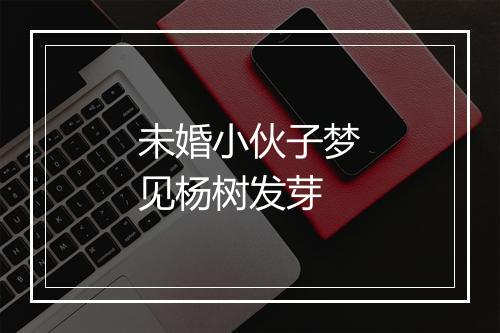 未婚小伙子梦见杨树发芽