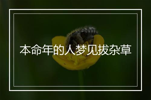 本命年的人梦见拔杂草