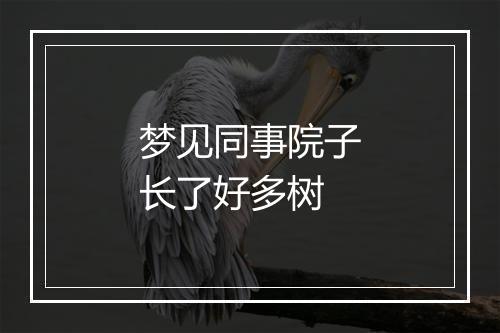 梦见同事院子长了好多树