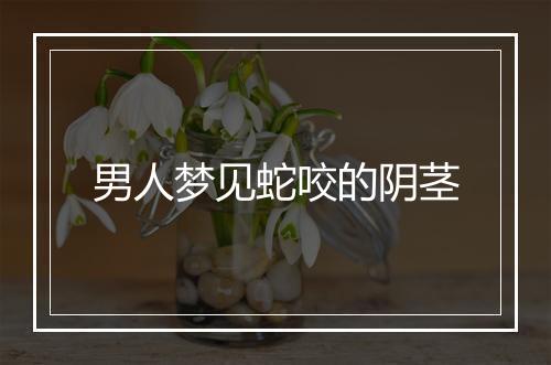 男人梦见蛇咬的阴茎