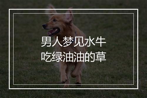 男人梦见水牛吃绿油油的草