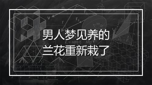 男人梦见养的兰花重新栽了