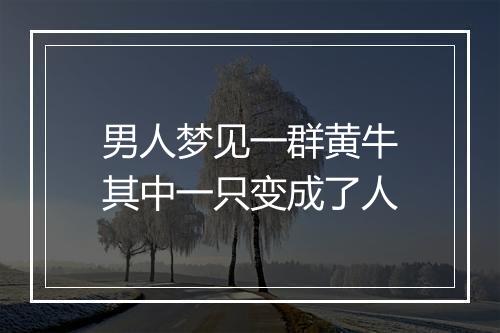 男人梦见一群黄牛其中一只变成了人