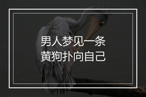 男人梦见一条黄狗扑向自己