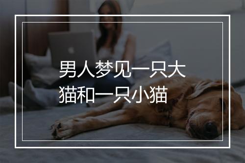 男人梦见一只大猫和一只小猫