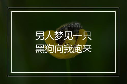 男人梦见一只黑狗向我跑来