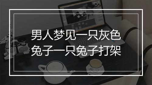 男人梦见一只灰色兔子一只兔子打架