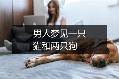 男人梦见一只猫和两只狗