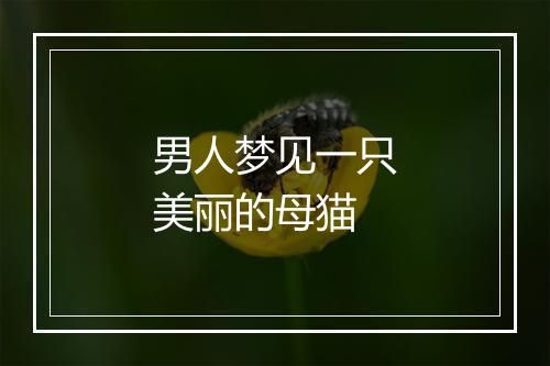 男人梦见一只美丽的母猫