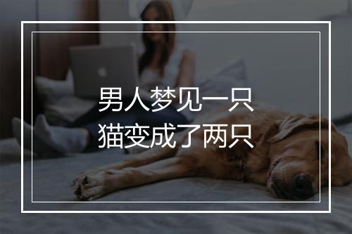 男人梦见一只猫变成了两只