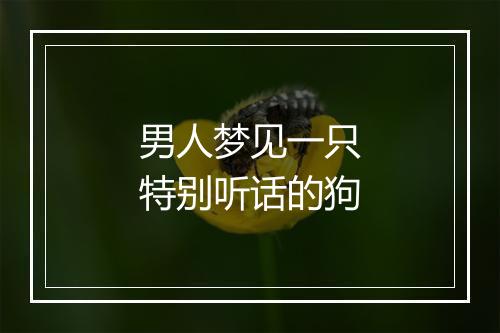 男人梦见一只特别听话的狗