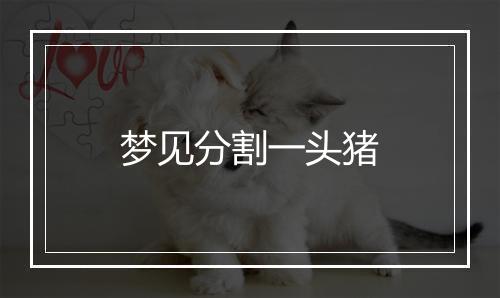 梦见分割一头猪