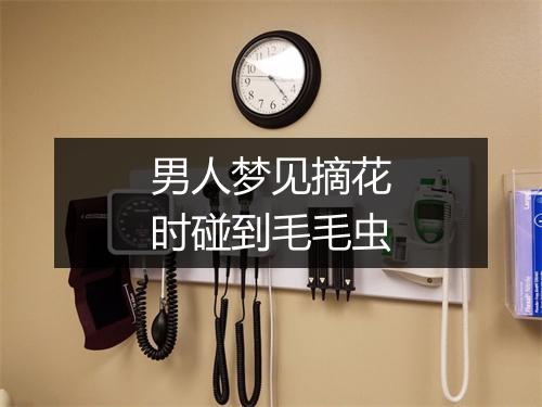 男人梦见摘花时碰到毛毛虫