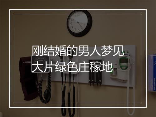 刚结婚的男人梦见大片绿色庄稼地