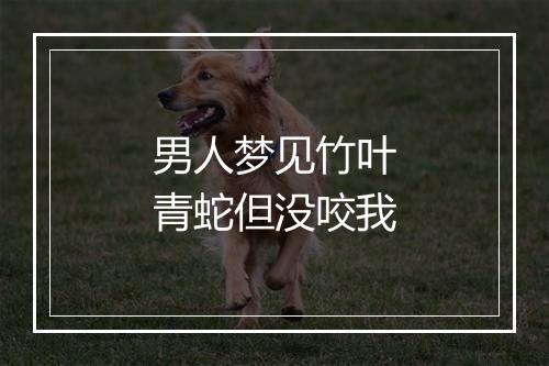 男人梦见竹叶青蛇但没咬我